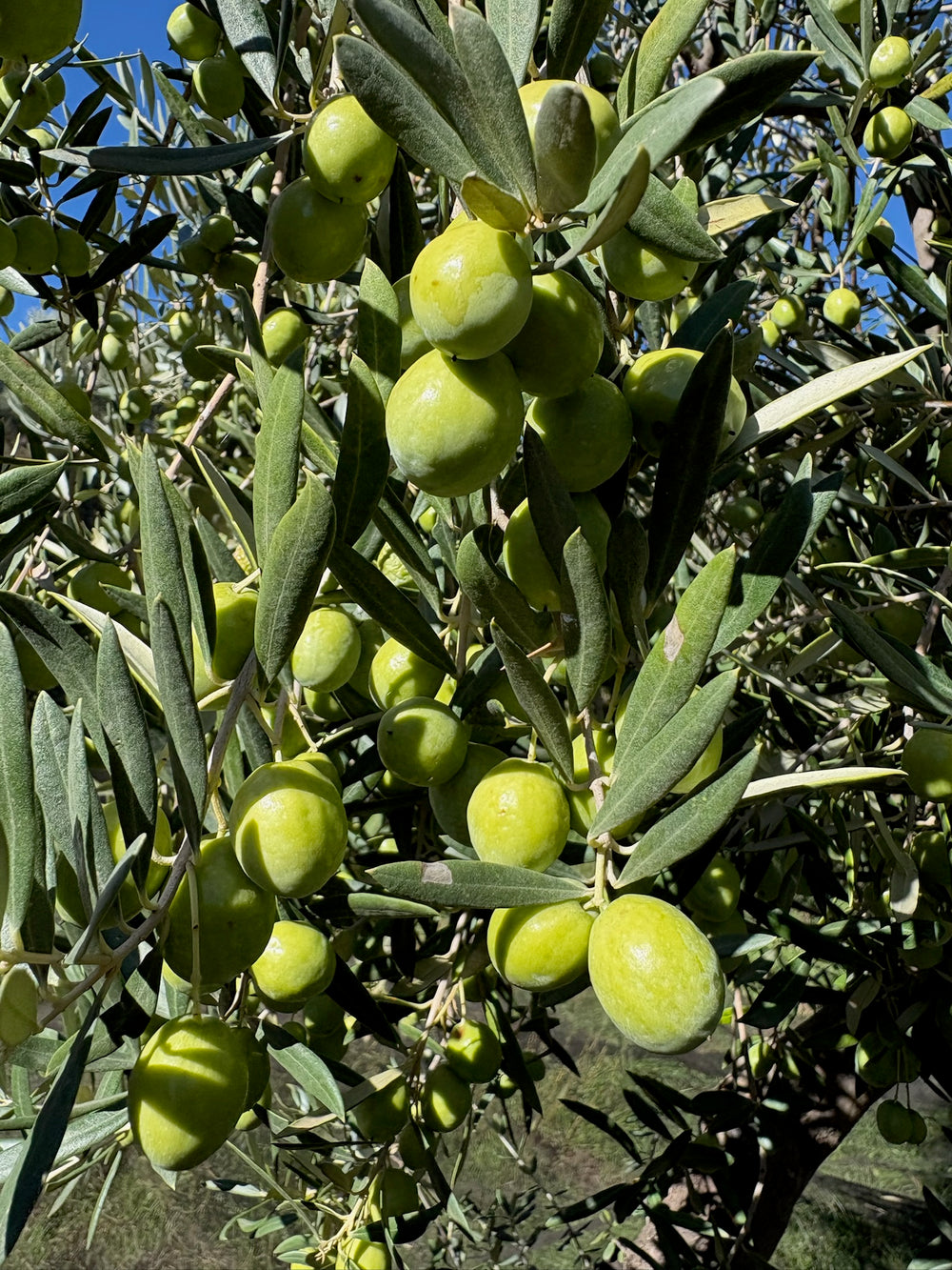 Grüne Oliven am Baum kurz vor der Ernte