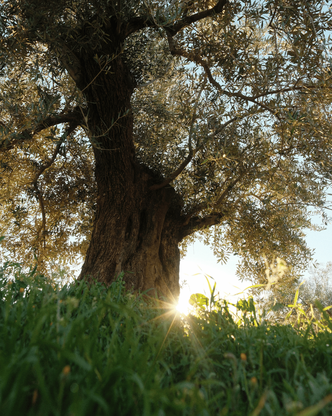 Alter Olivenbaum im Gegenlicht in unserem Hain in Andalusien