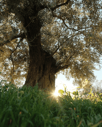 Alter Olivenbaum im Gegenlicht in unserem Hain in Andalusien