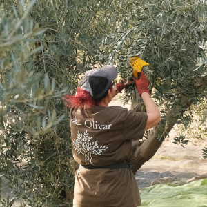 Olivenernte per Hand