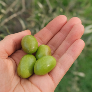 Spanische Picual Olive